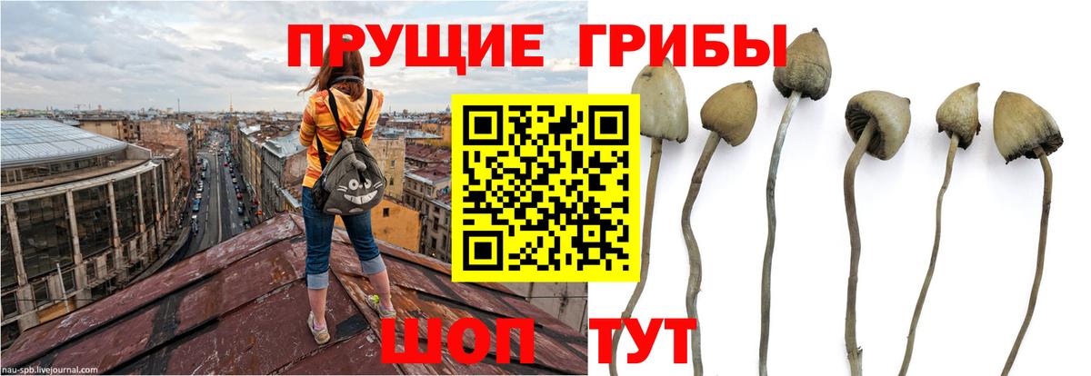 Псилоцибиновые грибы прущие грибы  Псилоцибиновые грибы GOLDEN TEACHER  Горно-Алтайск  Вход с VPN 